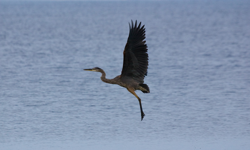 Great Blue Heron In Flight